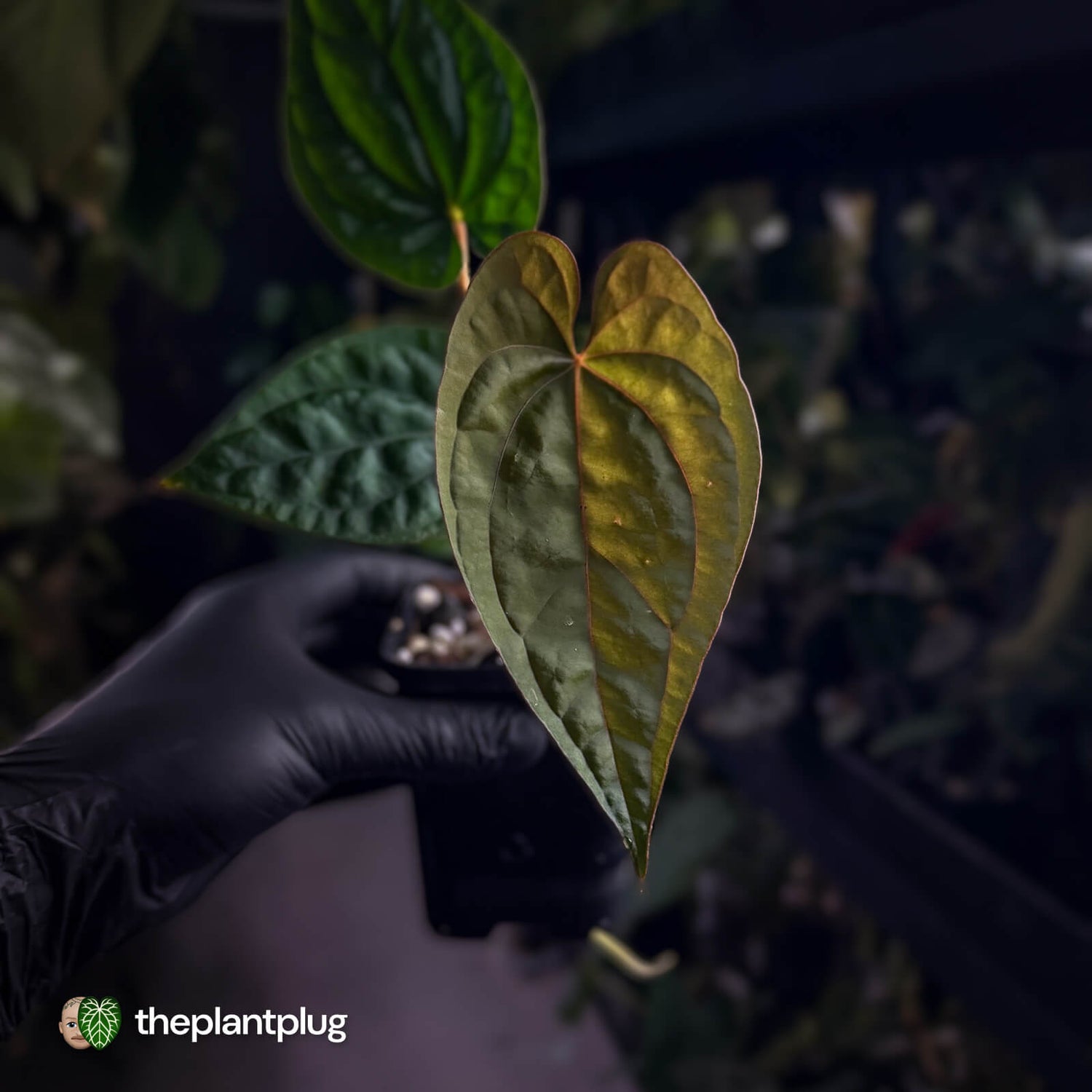 Anthurium #Magma x (papillilaminum x dressleri)