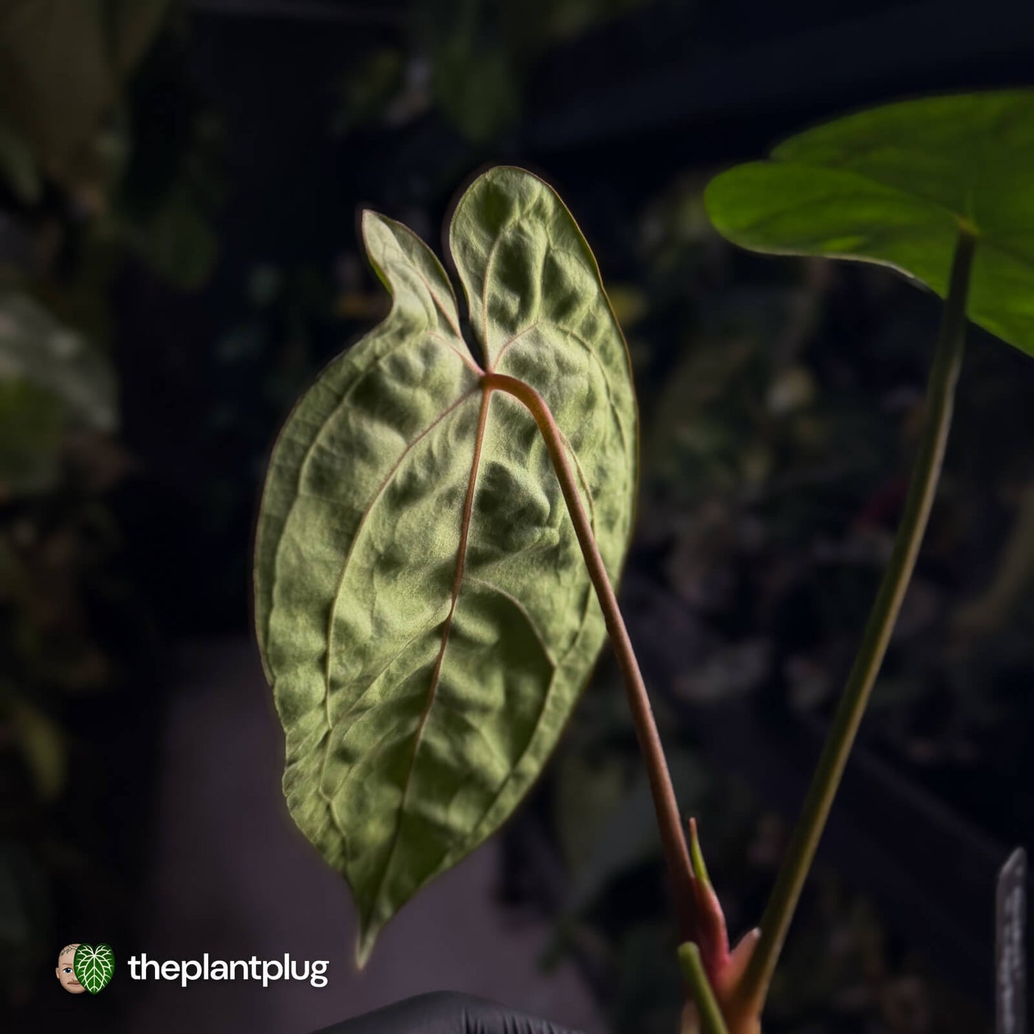 Anthurium crystallinum x 'Guatemalan NOID'