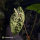 Anthurium crystallinum x 'Guatemalan NOID'
