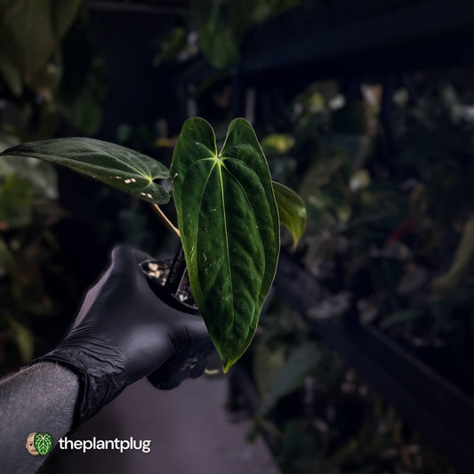 Anthurium papillilaminum 'RA6' x antolakii ('Round x RA1')