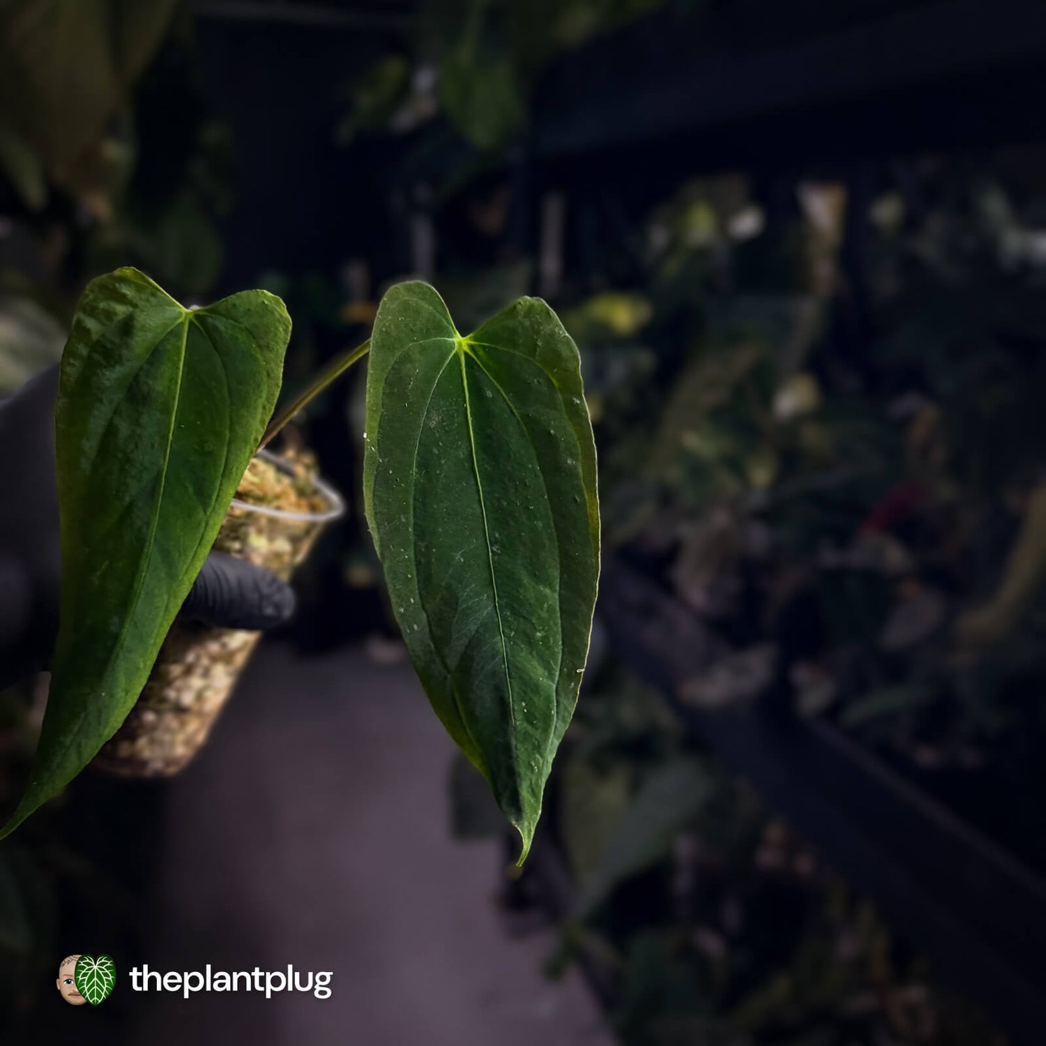 Anthurium papillilaminum ('FS' x 'RL')  x ('FS' x self) s1