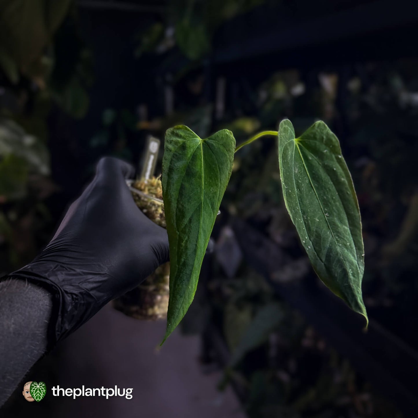 Anthurium papillilaminum ('FS' x 'RL')  x ('FS' x self) s1