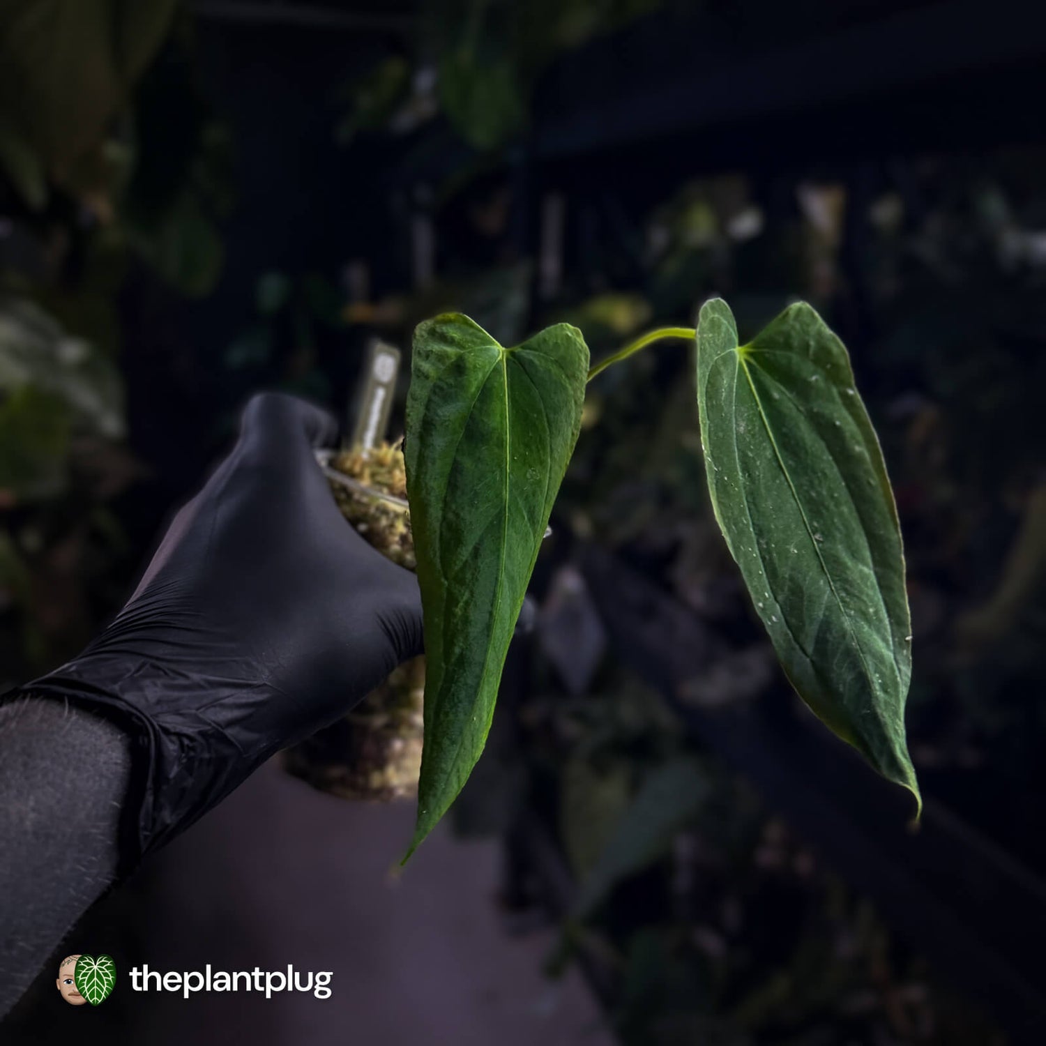 Anthurium papillilaminum ('FS' x 'RL')  x ('FS' x self) s1