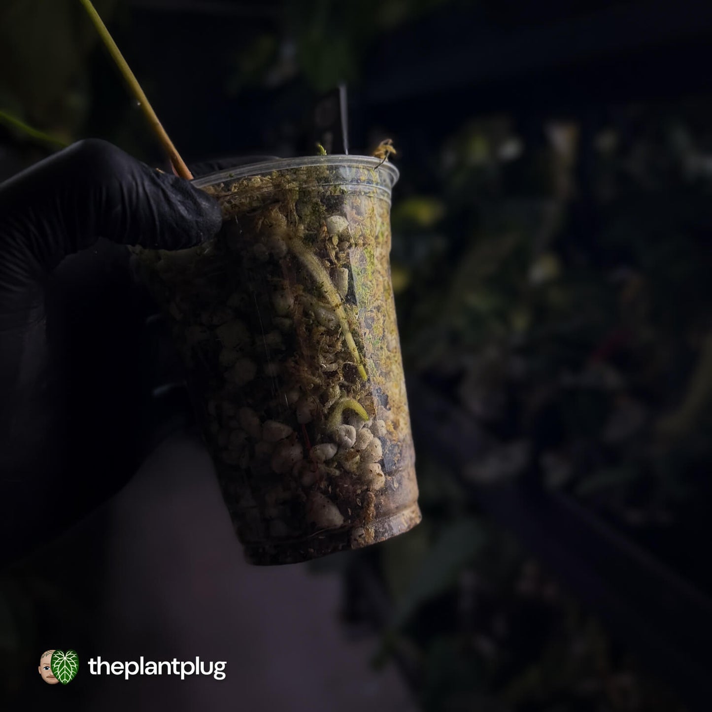 Anthurium papillilaminum ('FS' x 'RL')  x ('FS' x self) s1