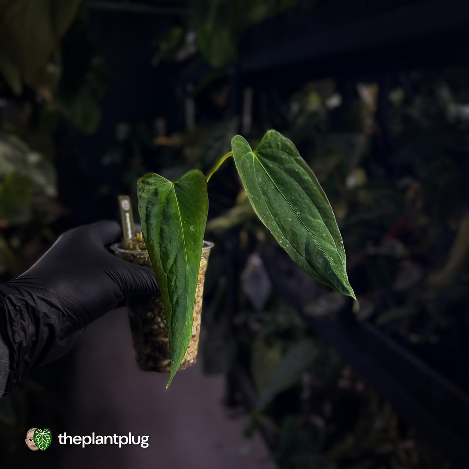 Anthurium papillilaminum ('FS' x 'RL')  x ('FS' x self) s1