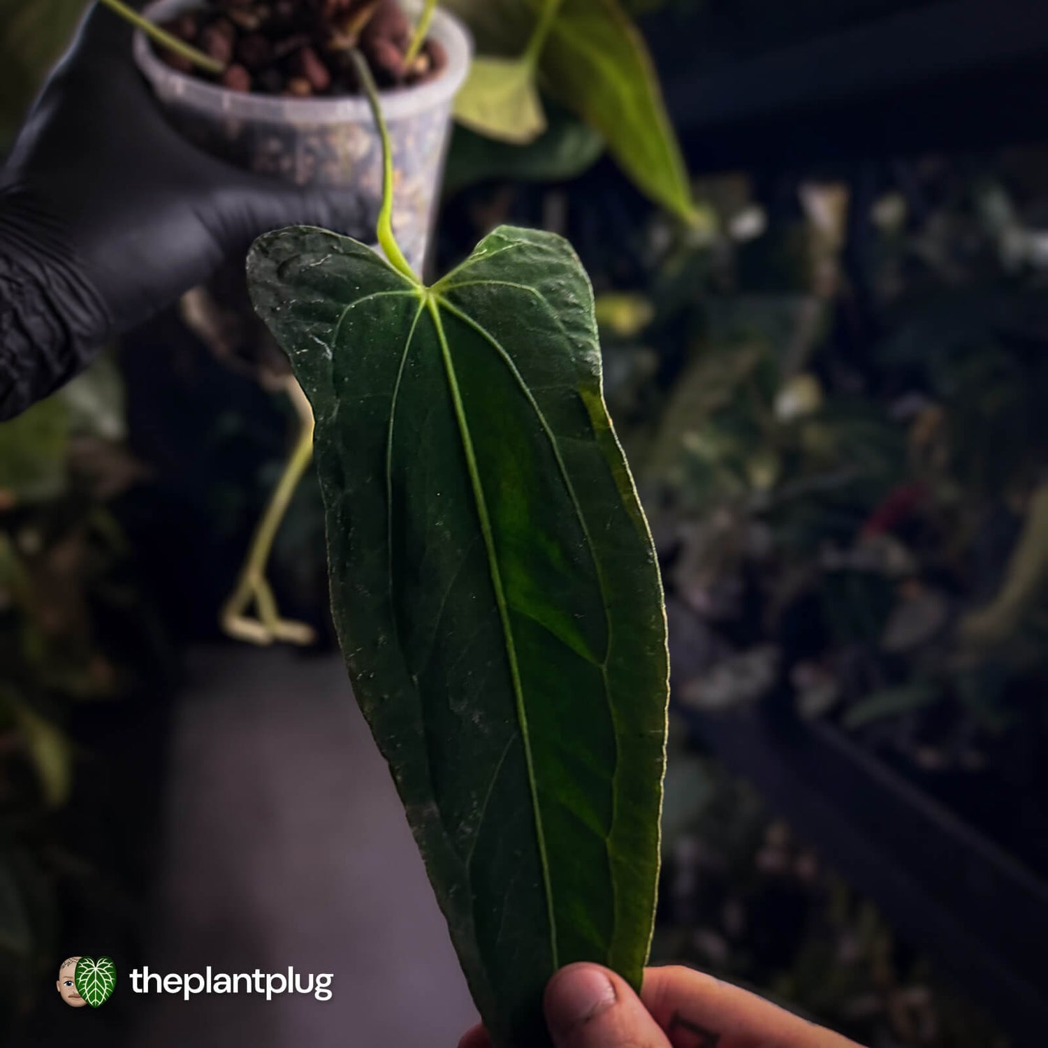 Anthurium papillilaminum ('FS' x 'RL')  x ('FS' x self) s1