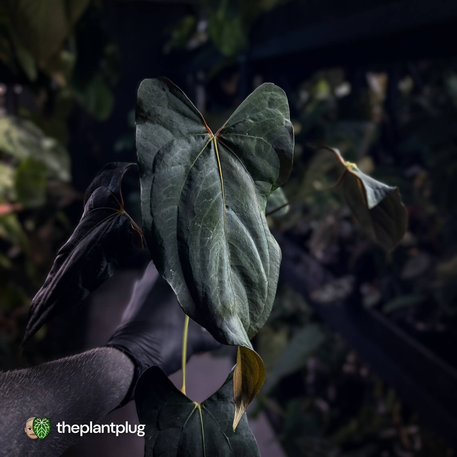 Anthurium papillilaminum 'RLFS' x pap 'RL' s1 • select 🔥 – The