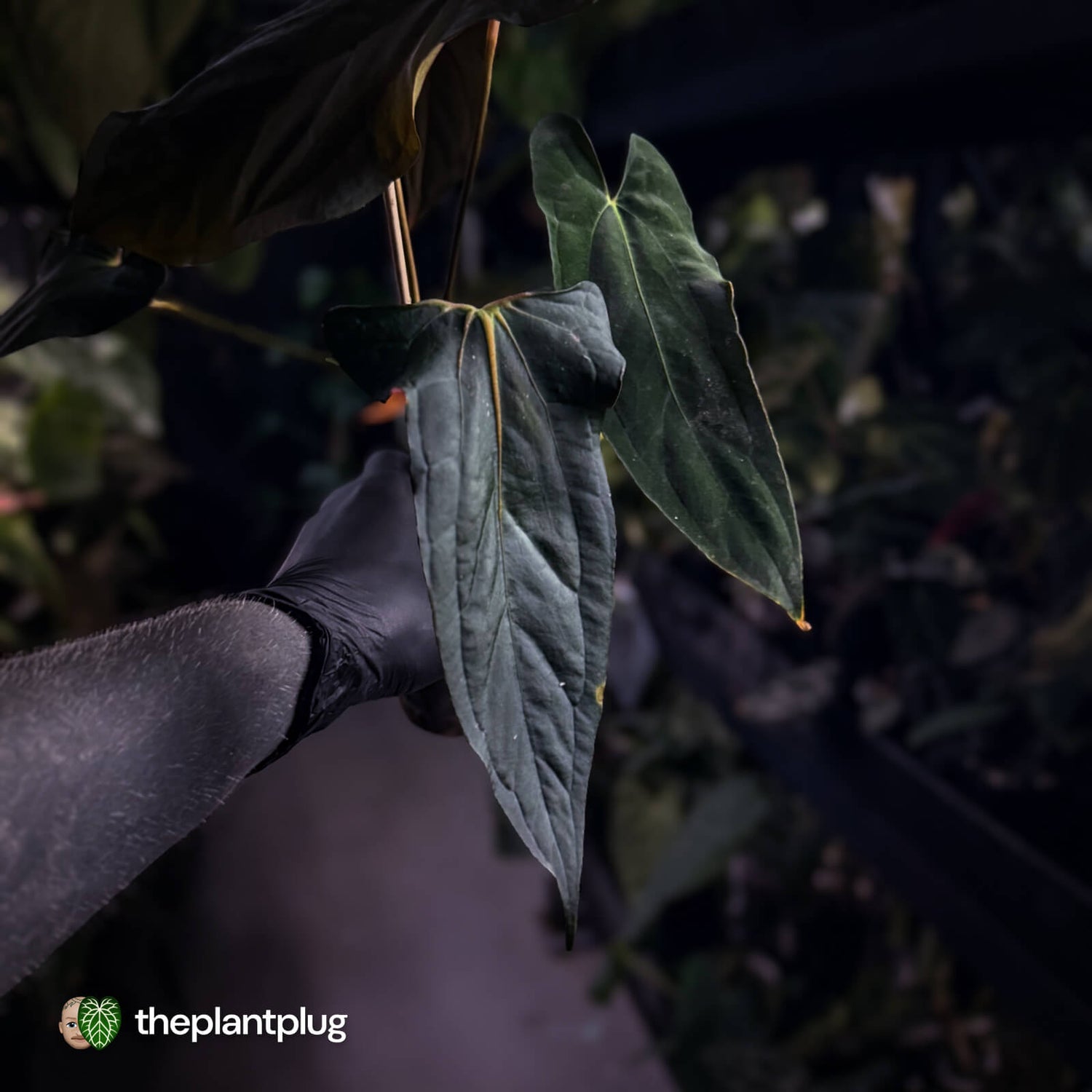 Anthurium papillilaminum 'RLFS' x pap 'RL' s1 • select 🔥