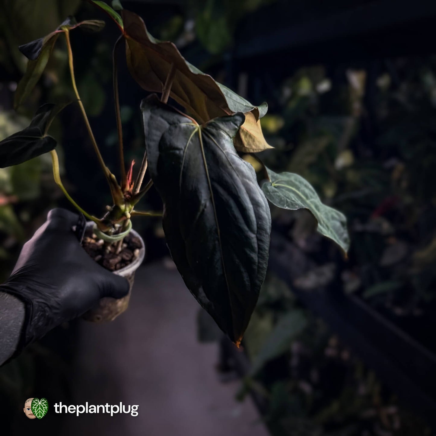 Anthurium papillilaminum 'RLFS' x pap 'RL' s1 • select 🔥