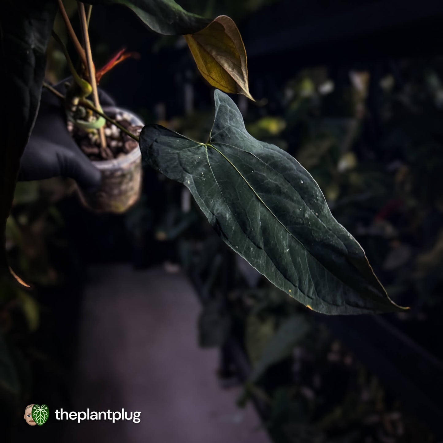 Anthurium papillilaminum 'RLFS' x pap 'RL' s1 • select 🔥