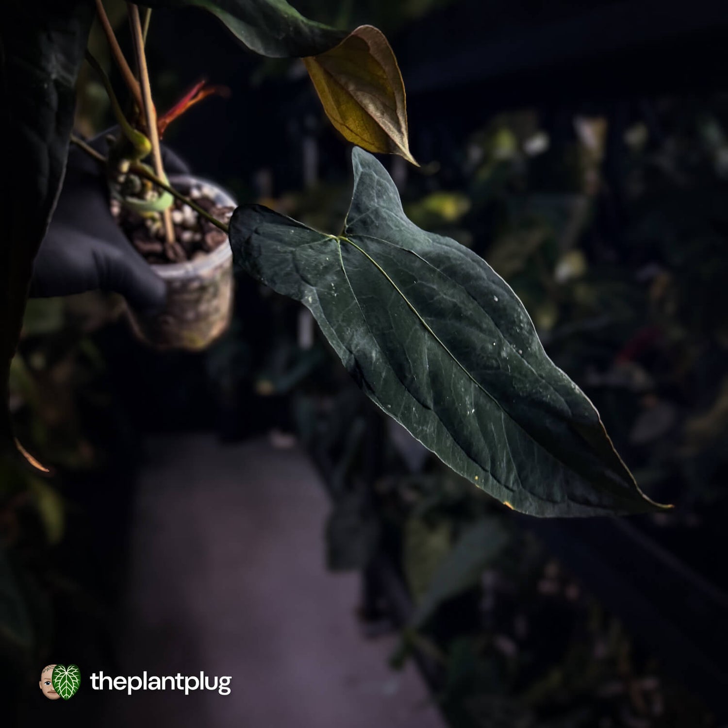 Anthurium papillilaminum 'RLFS' x pap 'RL' s1 • select 🔥