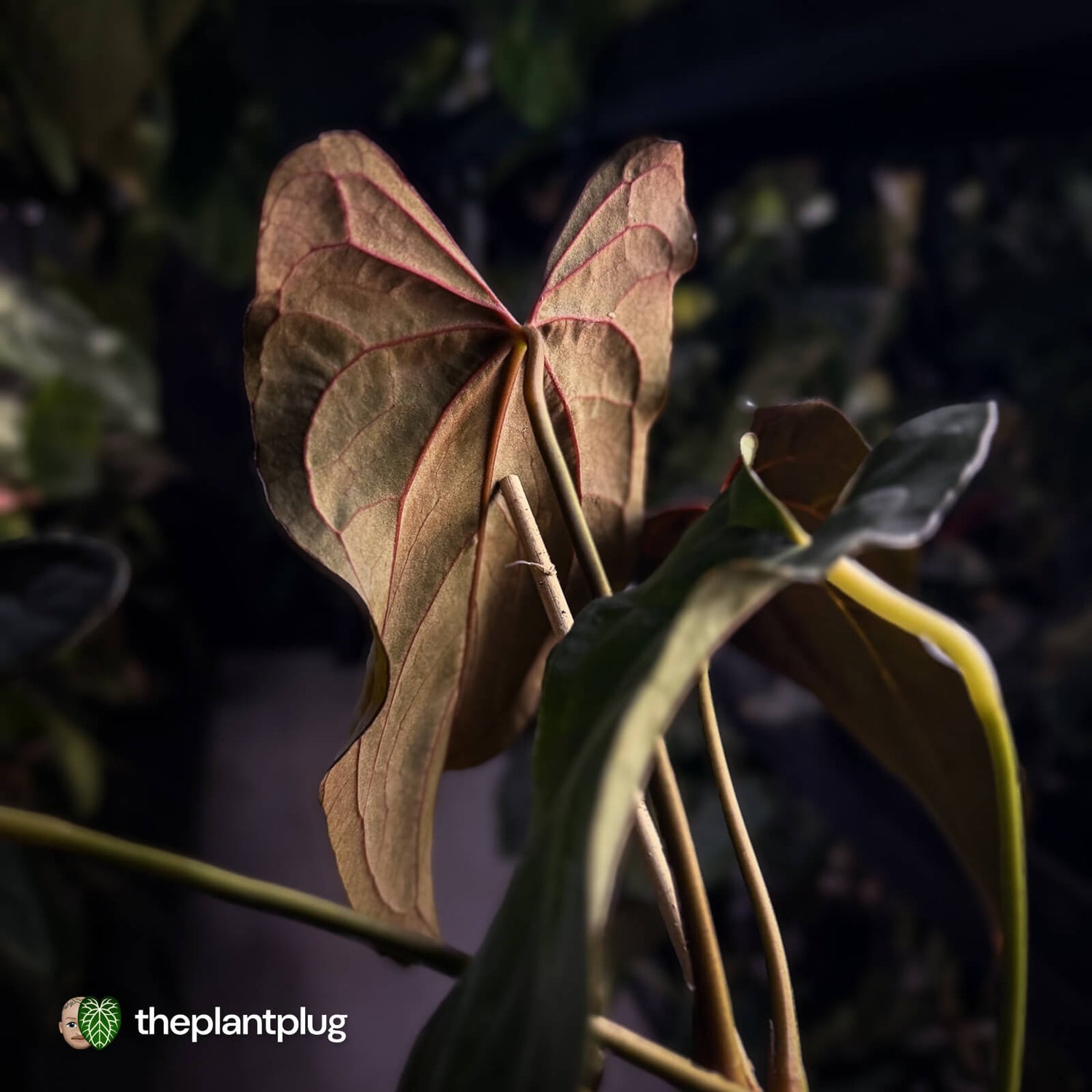 Anthurium papillilaminum 'RLFS' x pap 'RL' s1 • select 🔥