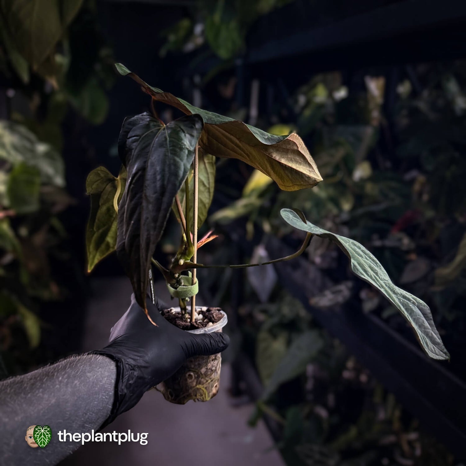 Anthurium papillilaminum 'RLFS' x pap 'RL' s1 • select 🔥