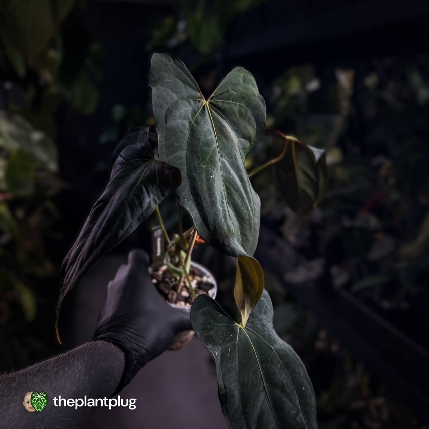 Anthurium papillilaminum 'RLFS' x pap 'RL' s1 • select 🔥