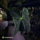 Anthurium #FreakyPapi '1' • select plant