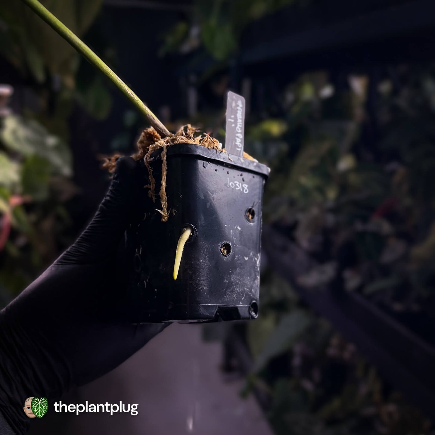 Anthurium #FreakyPapi '1' • select plant