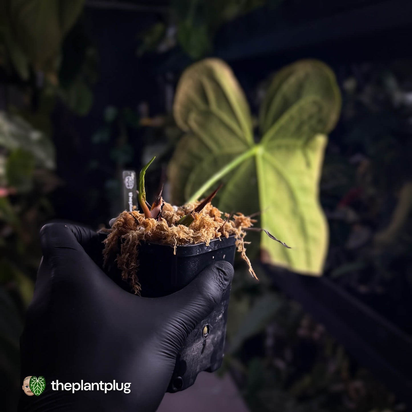 Anthurium #FreakyPapi '1' • select plant