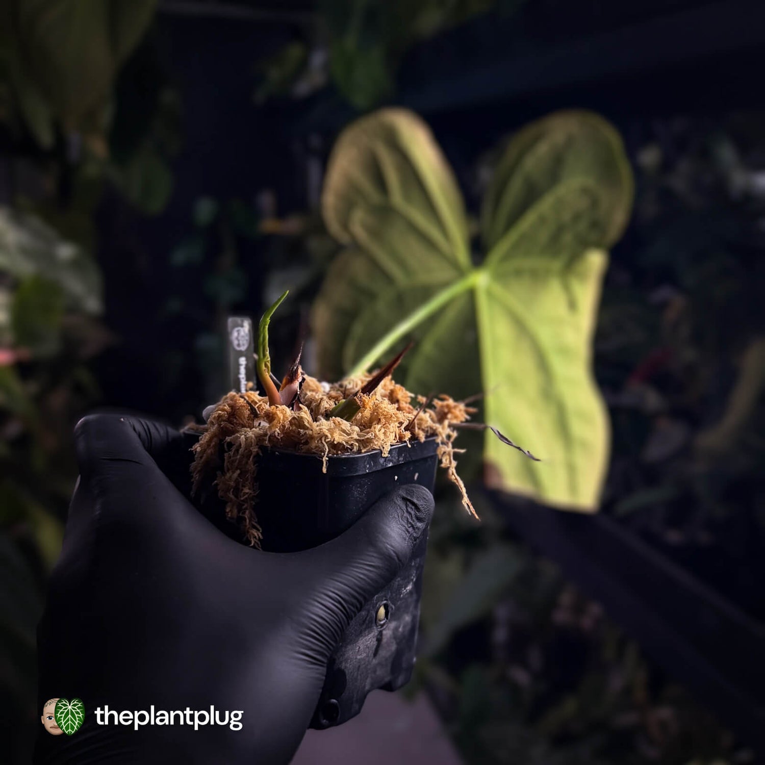 Anthurium #FreakyPapi '1' • select plant
