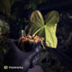 Anthurium #FreakyPapi '1' • select plant