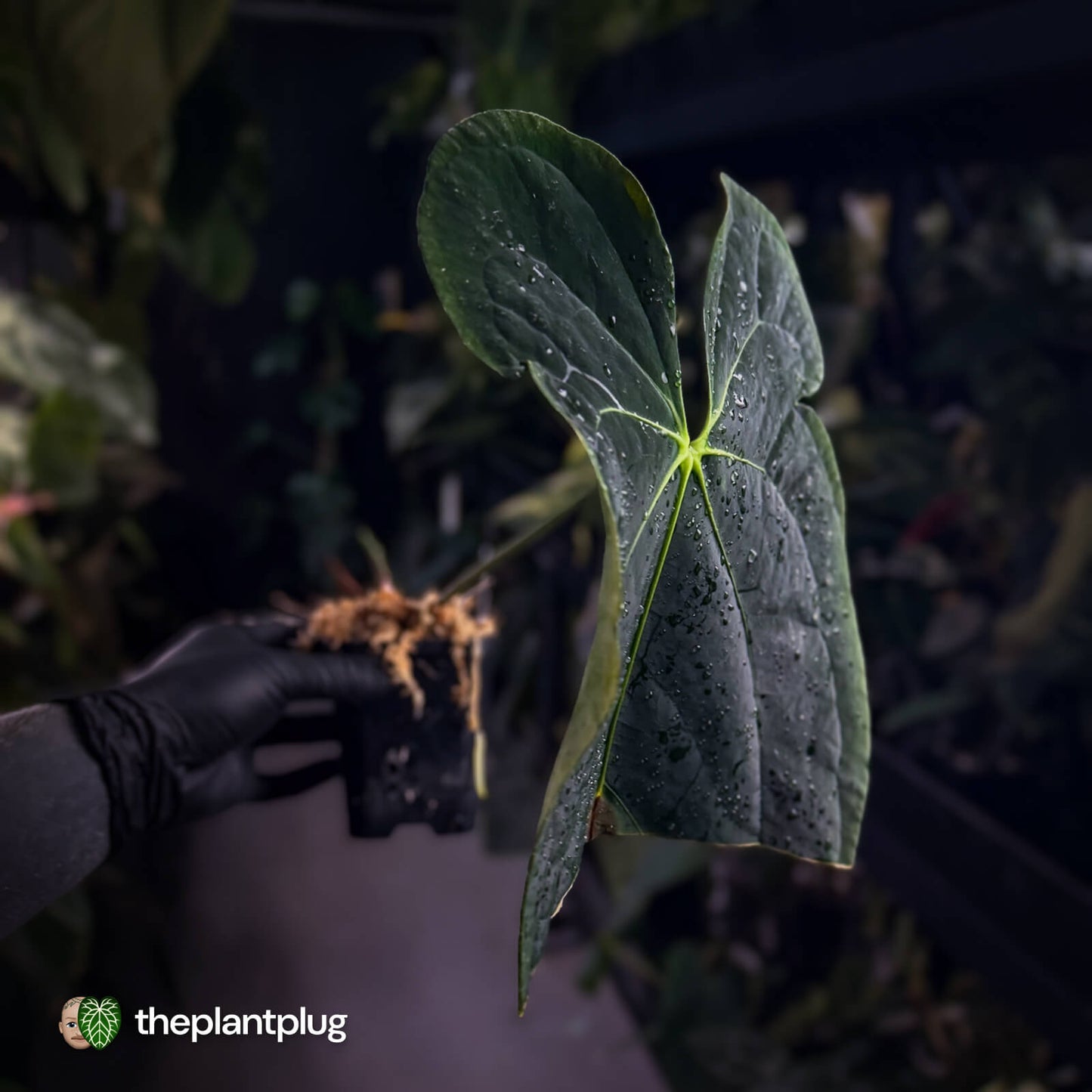 Anthurium #FreakyPapi '1' • select plant