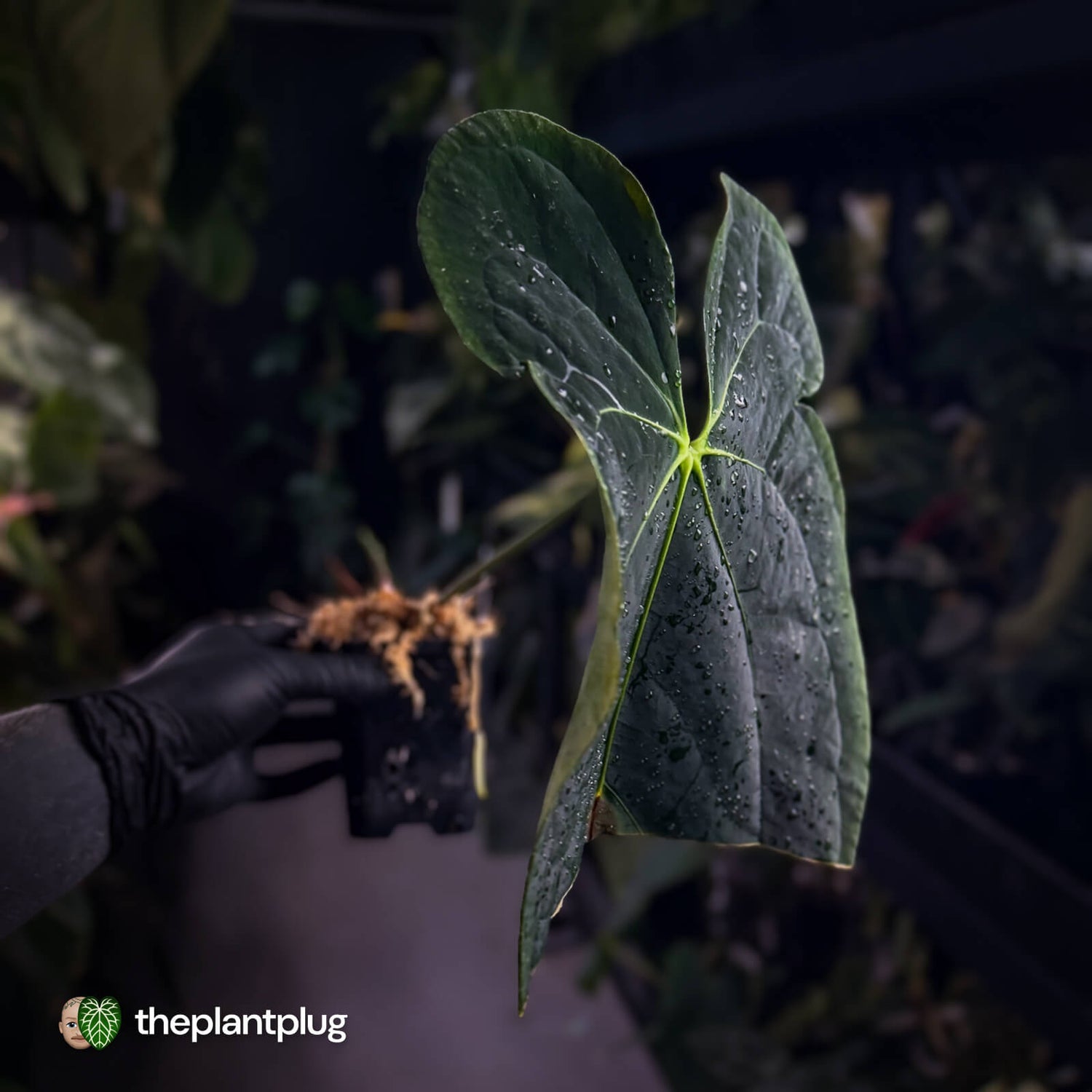 Anthurium #FreakyPapi '1' • select plant