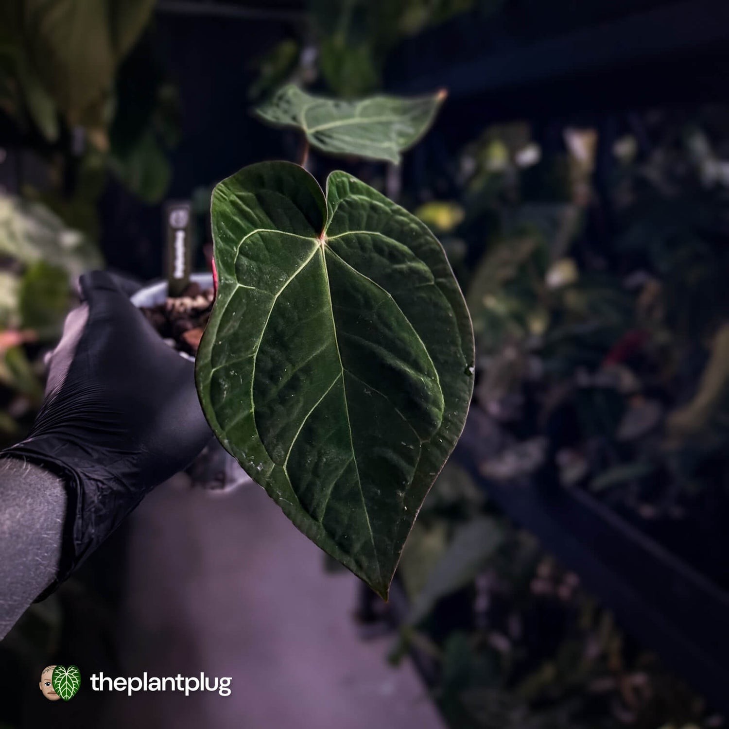 Anthurium 'Michelle' x (carlablackiae x antolakii) 🎇