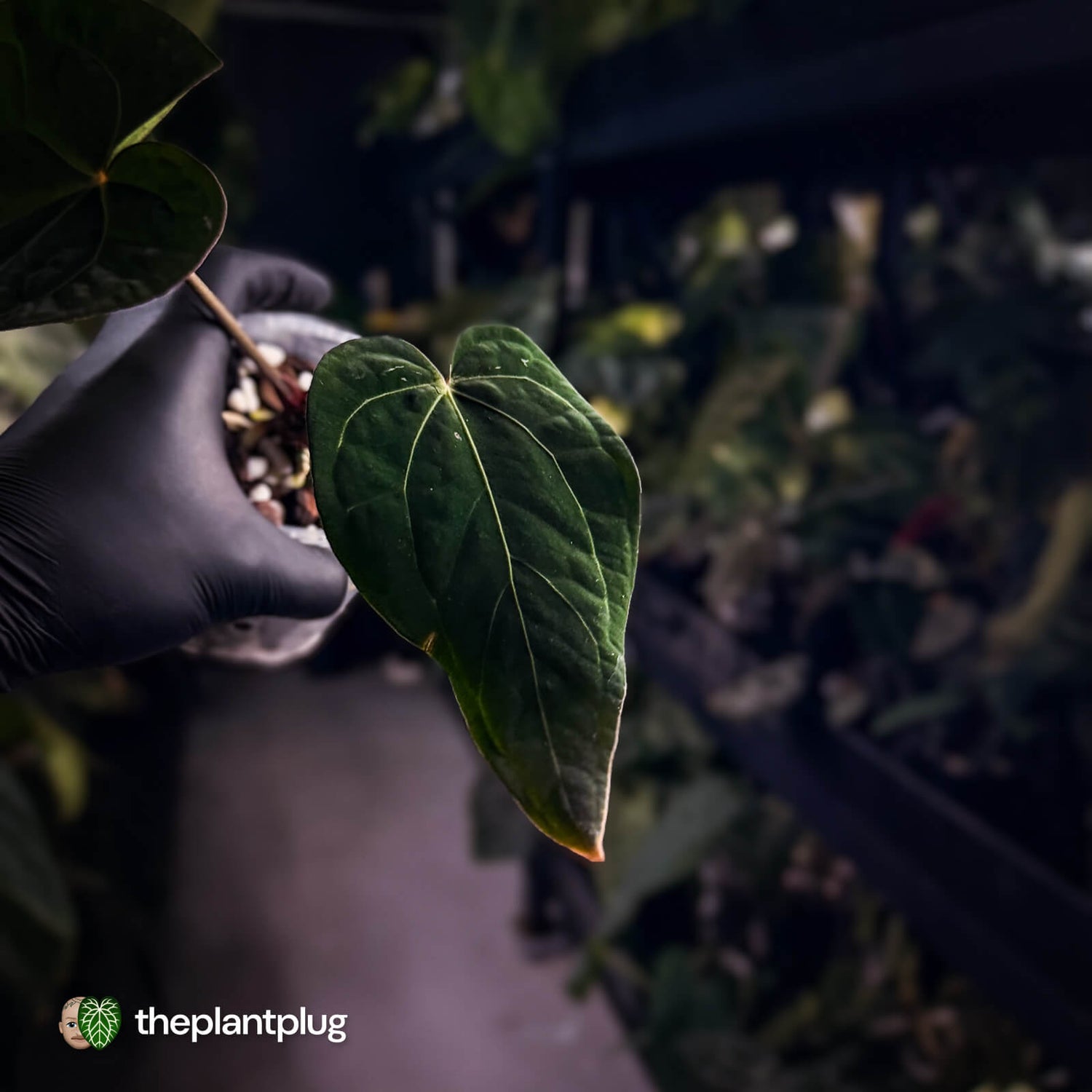 Anthurium 'Michelle' x (carlablackiae x antolakii) 🎇