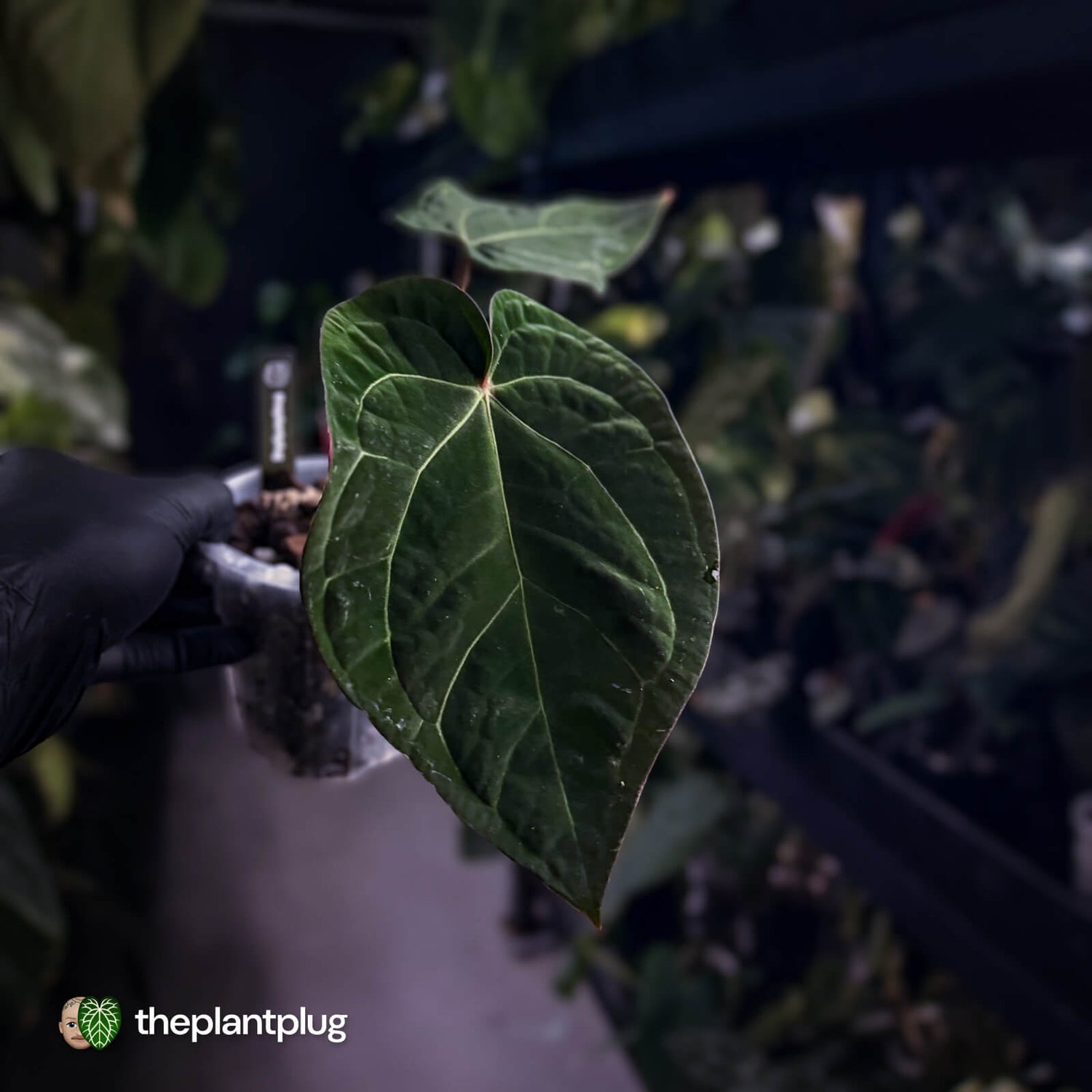 Anthurium 'Michelle' x (carlablackiae x antolakii) 🎇