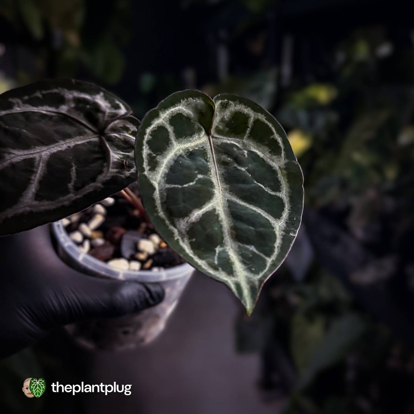 Anthurium 'SKG Purple' x ('Pink Lemonade' x 'Red Crystal') 💜