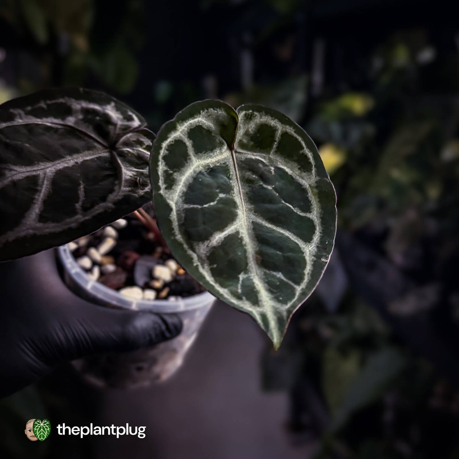 Anthurium 'SKG Purple' x ('Pink Lemonade' x 'Red Crystal') 💜