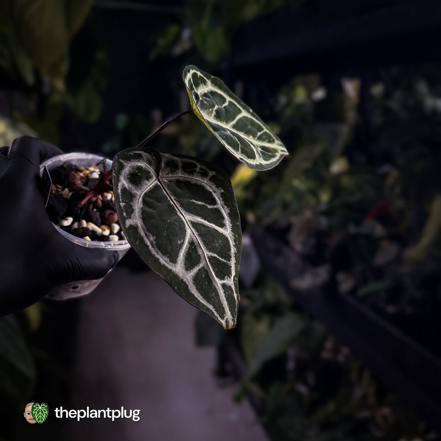 Anthurium 'SKG Purple' x ('Pink Lemonade' x 'Red Crystal') 💜