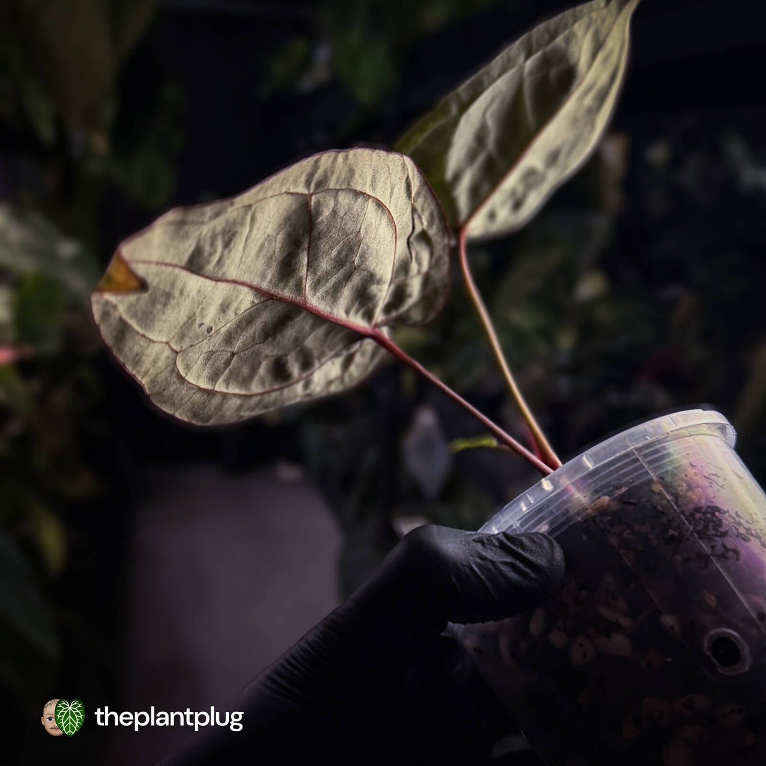 Anthurium 'SKG Purple' x ('Pink Lemonade' x 'Red Crystal') 💜