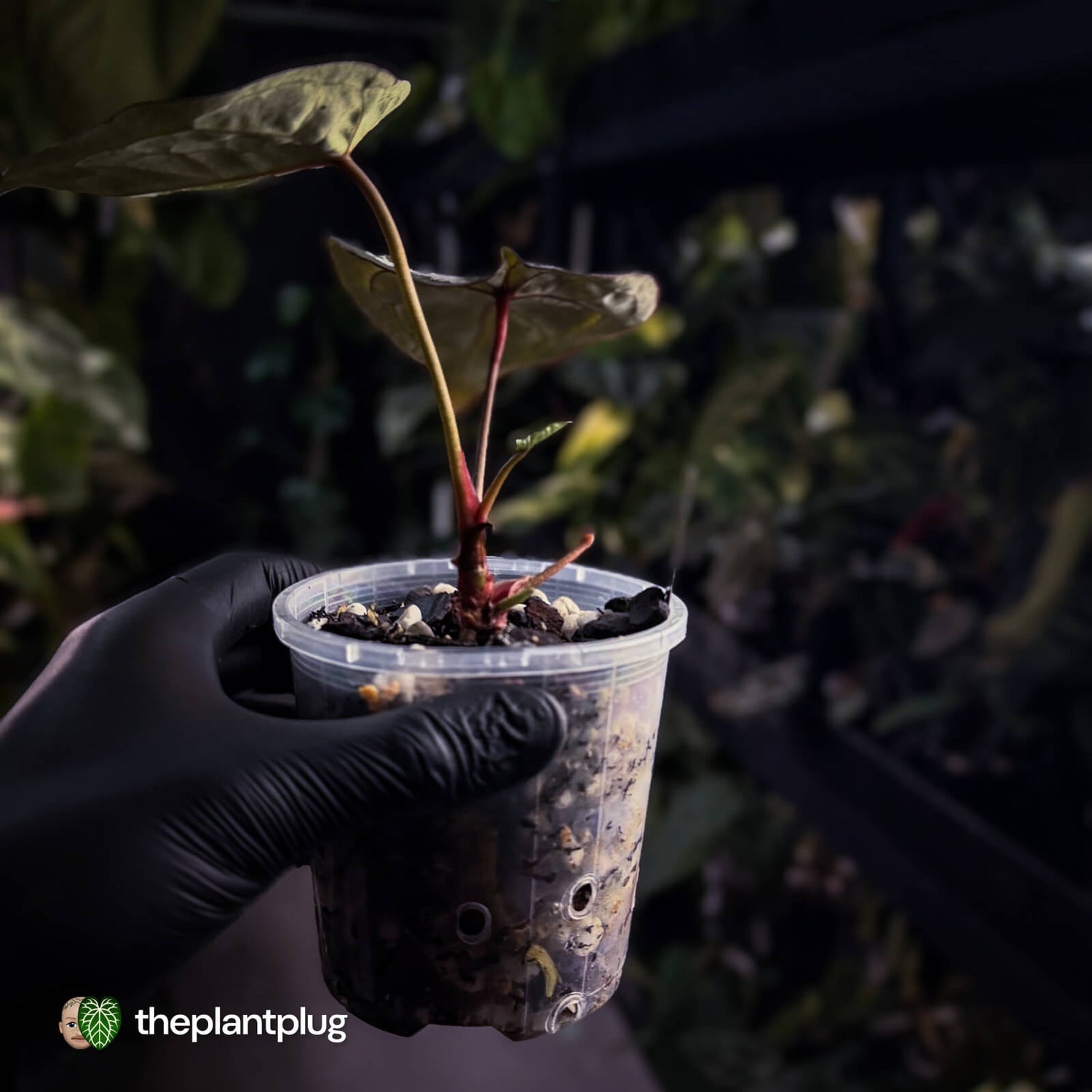 Anthurium 'SKG Purple' x ('Pink Lemonade' x 'Red Crystal') 💜