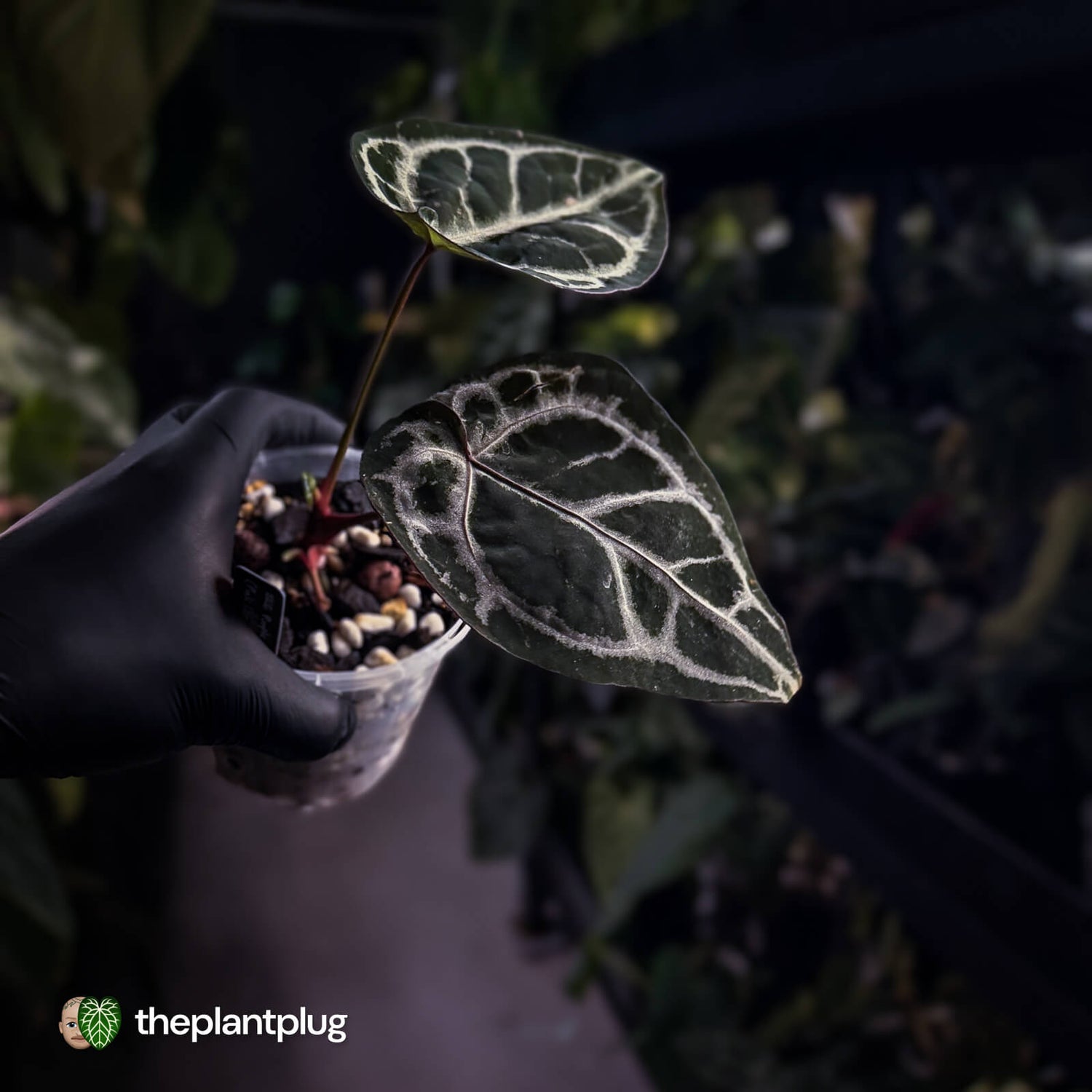 Anthurium 'SKG Purple' x ('Pink Lemonade' x 'Red Crystal') 💜