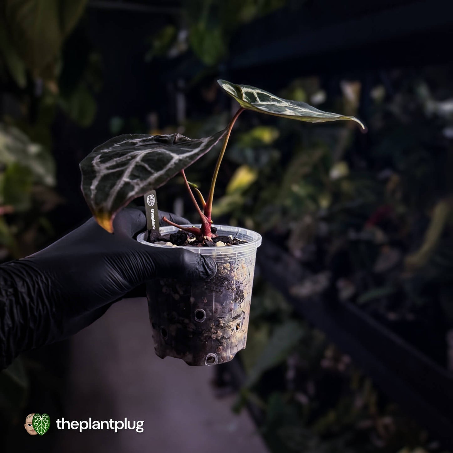 Anthurium 'SKG Purple' x ('Pink Lemonade' x 'Red Crystal') 💜