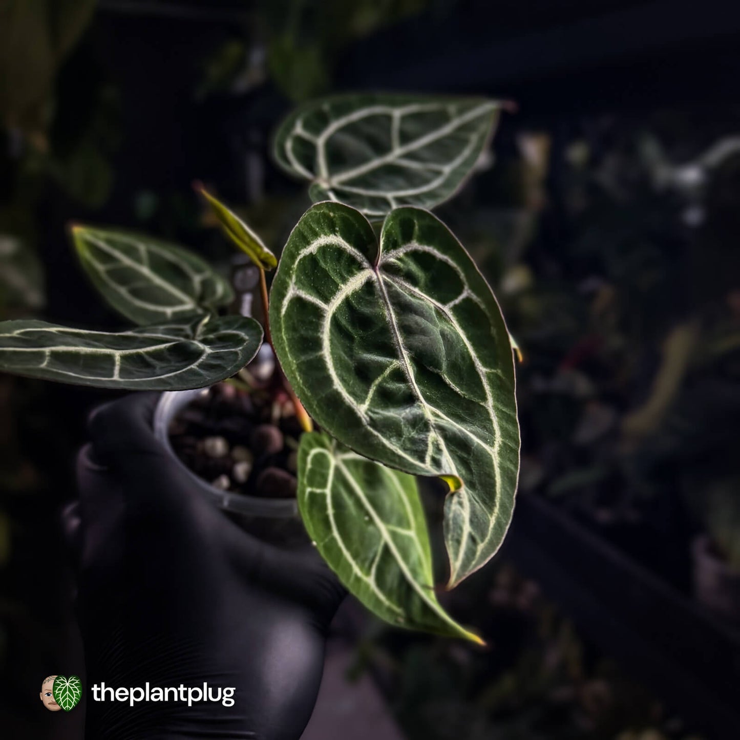 Anthurium 'Black Widow' x 'Michelle' f2
