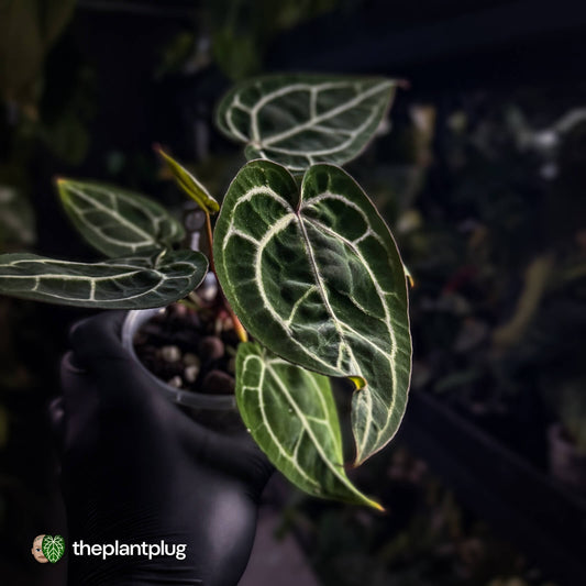 Anthurium 'Black Widow' x 'Michelle' f2