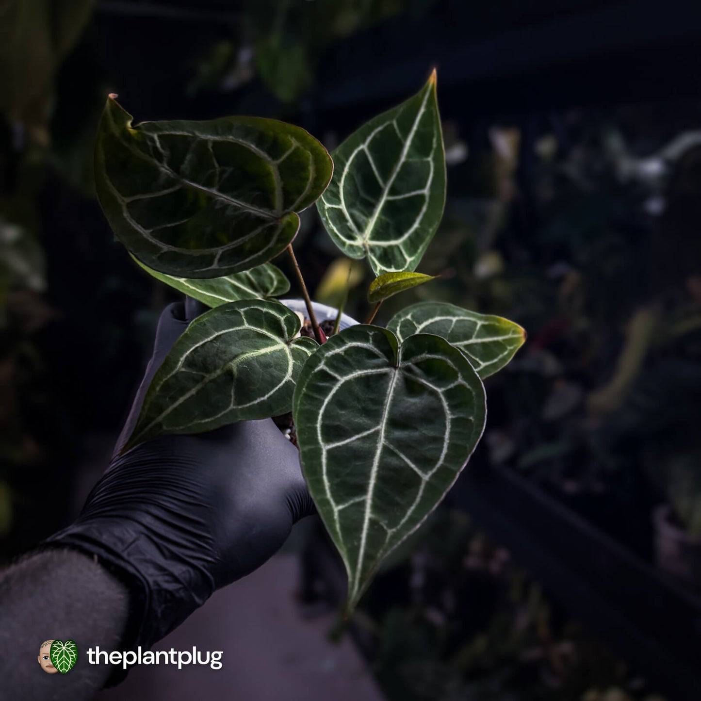 Anthurium 'Black Widow' x 'Michelle' f2