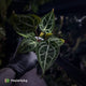 Anthurium 'Black Widow' x 'Michelle' f2