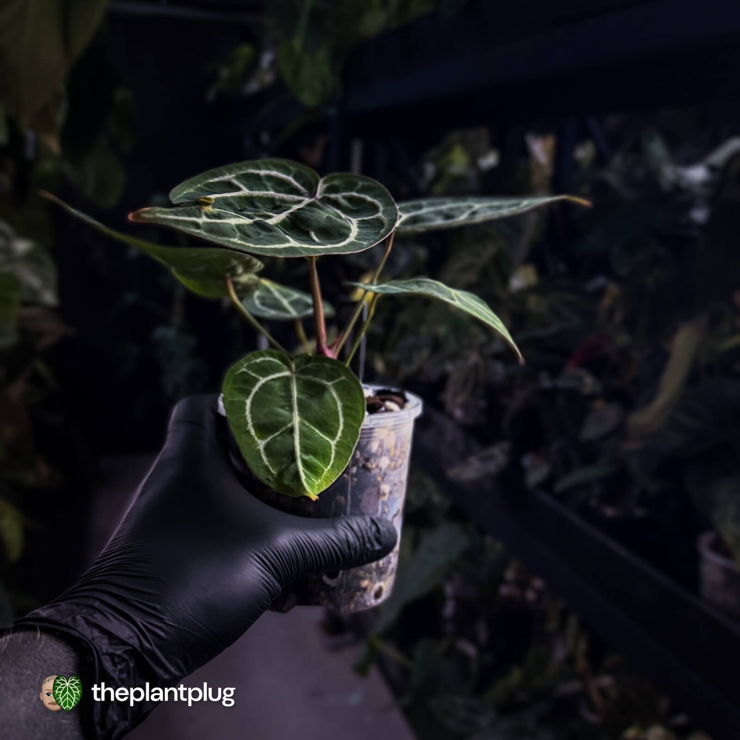 Anthurium 'Black Widow' x 'Michelle' f2