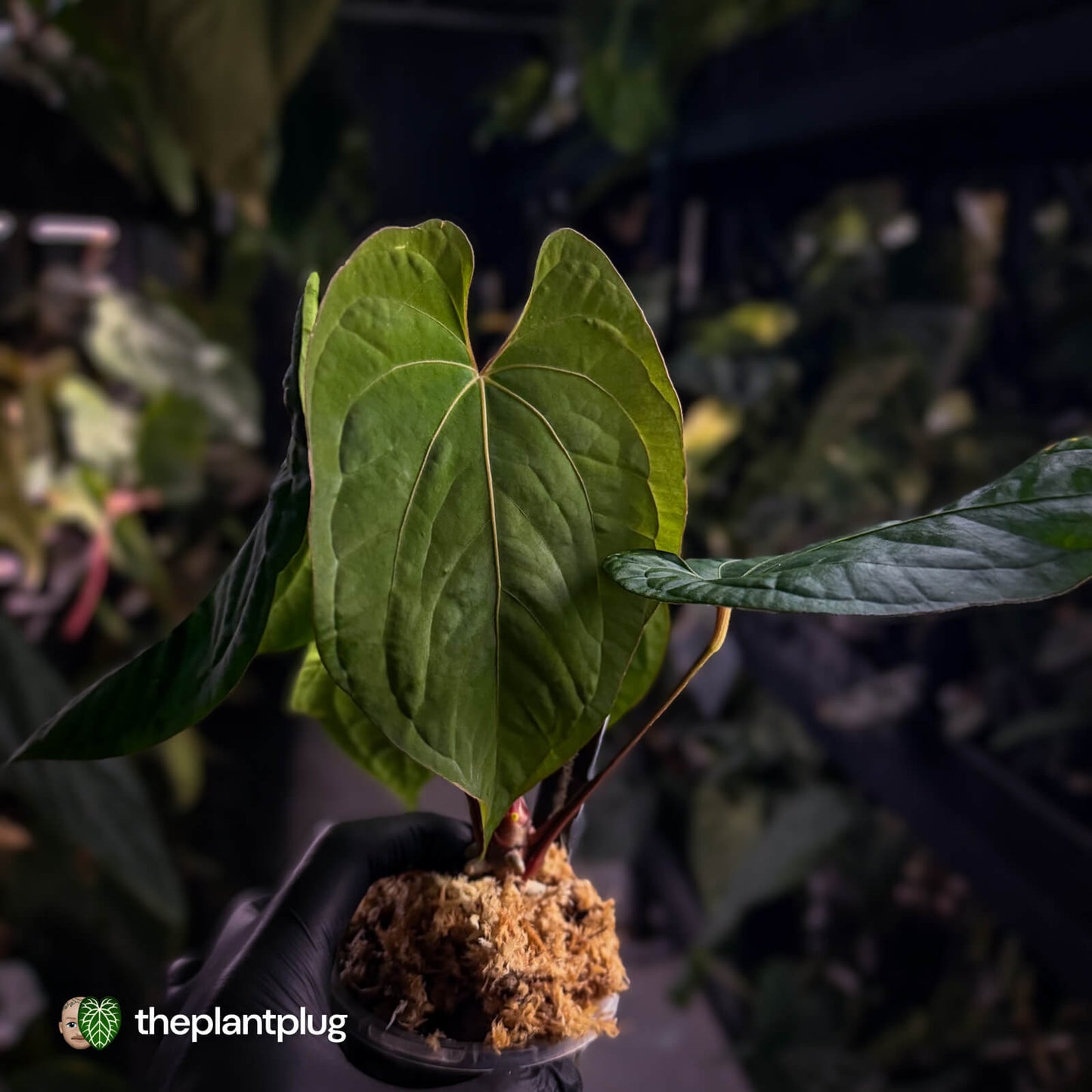 Anthurium #Eyewall x kunayalense • select plant