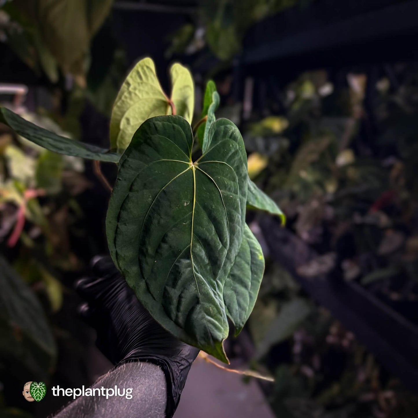 Anthurium #Eyewall x kunayalense • select plant