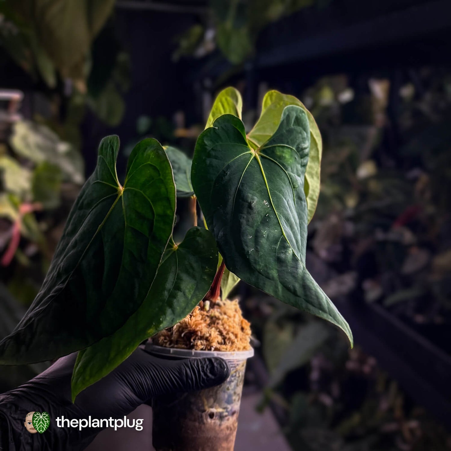 Anthurium #Eyewall x kunayalense • select plant