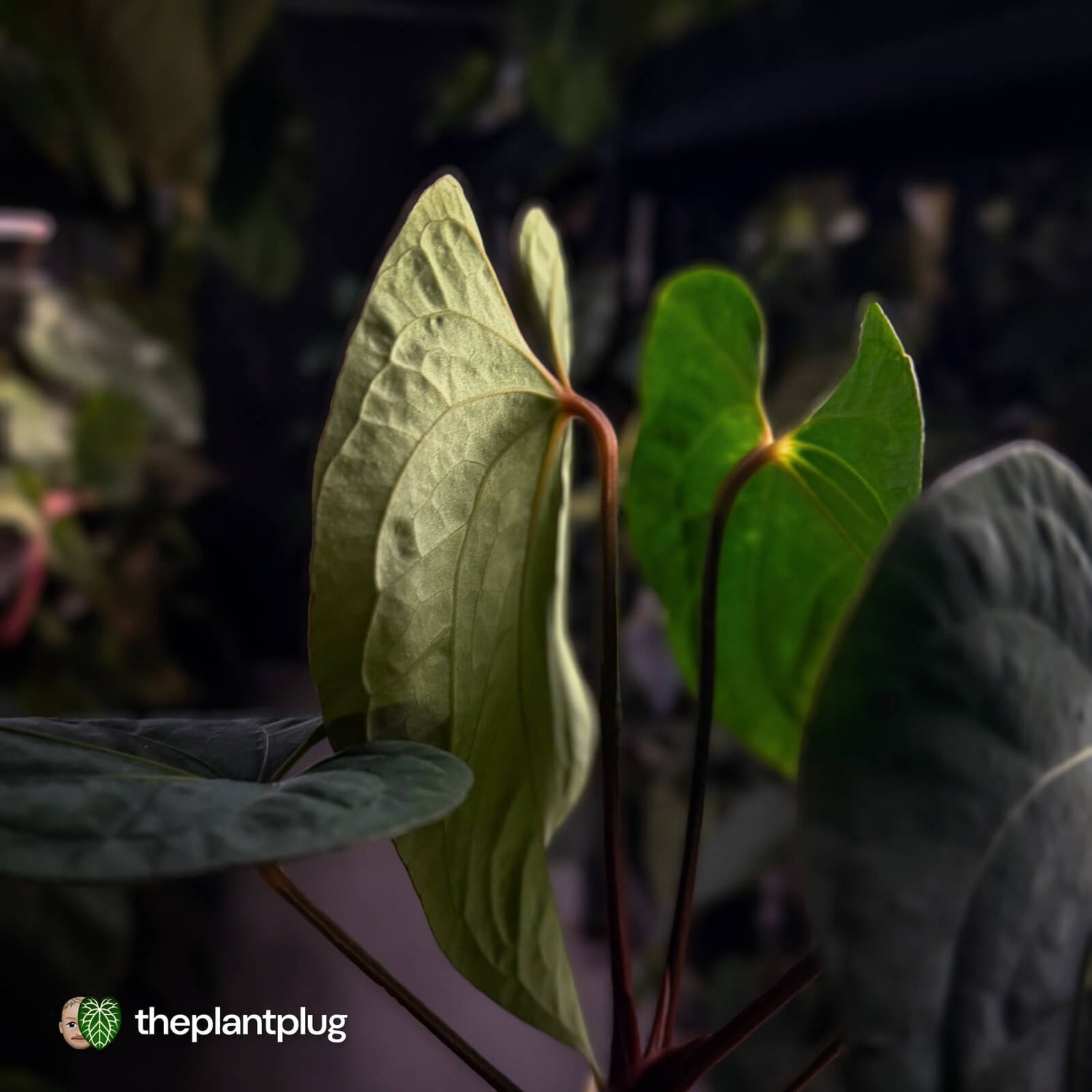 Anthurium #Eyewall x kunayalense • select plant