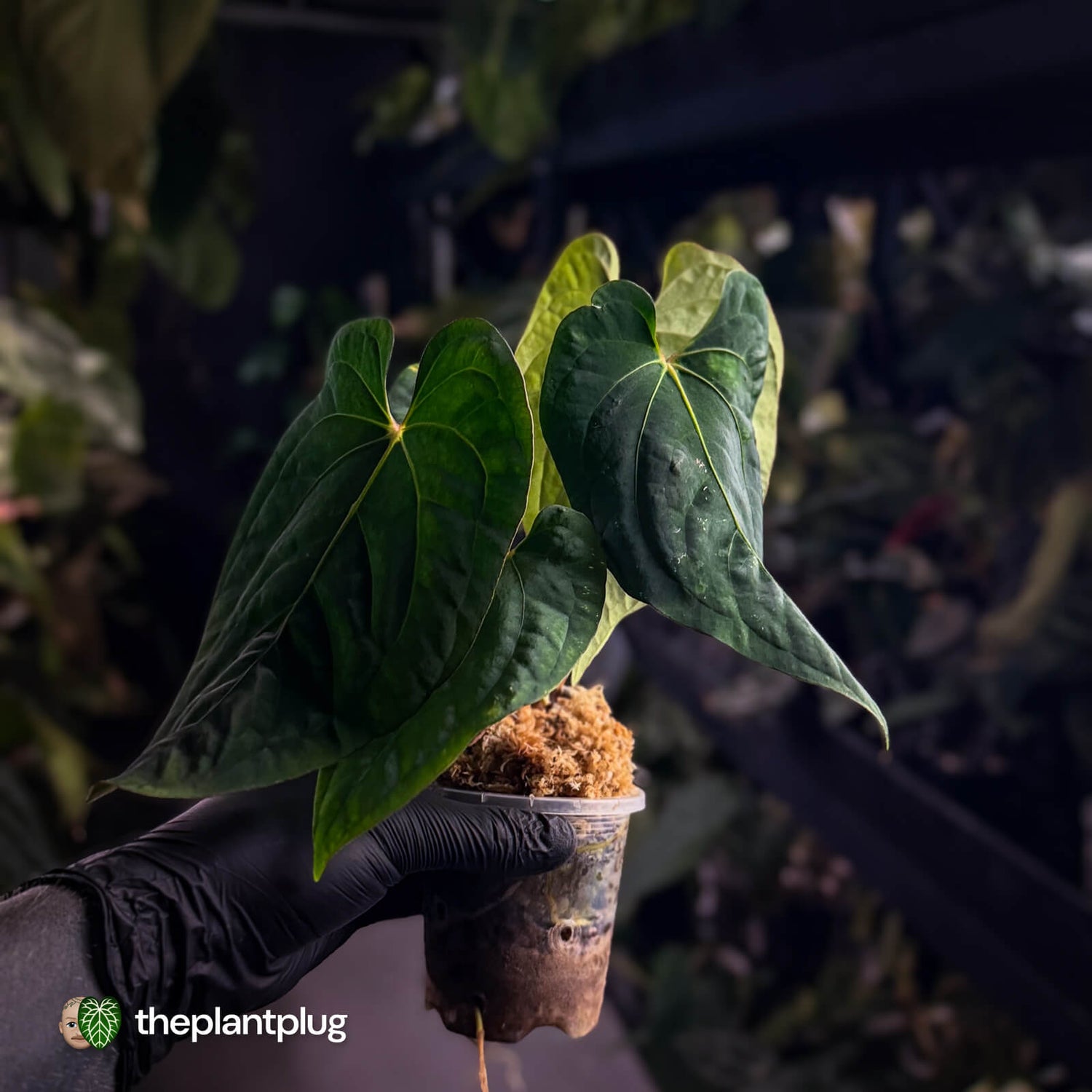 Anthurium #Eyewall x kunayalense • select plant