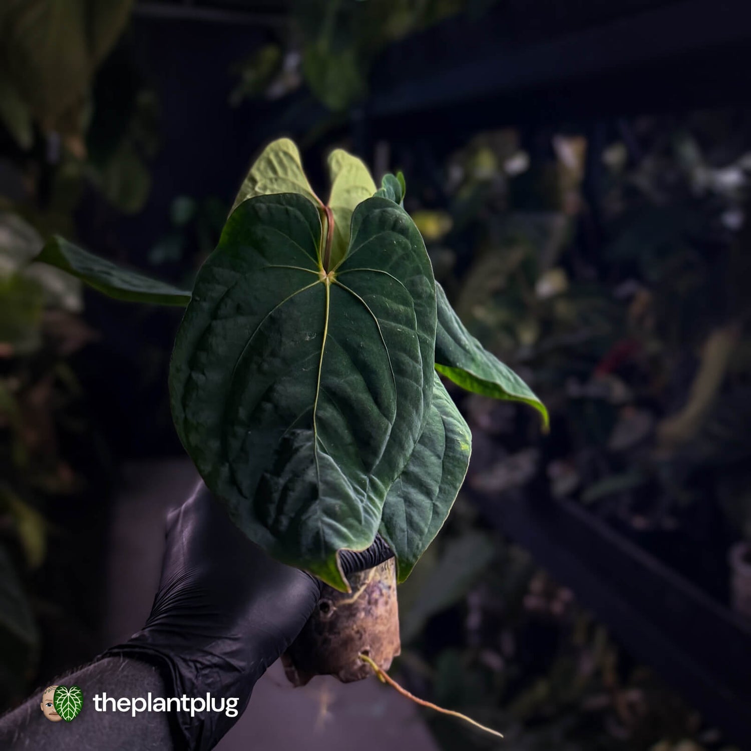 Anthurium #Eyewall x kunayalense • select plant