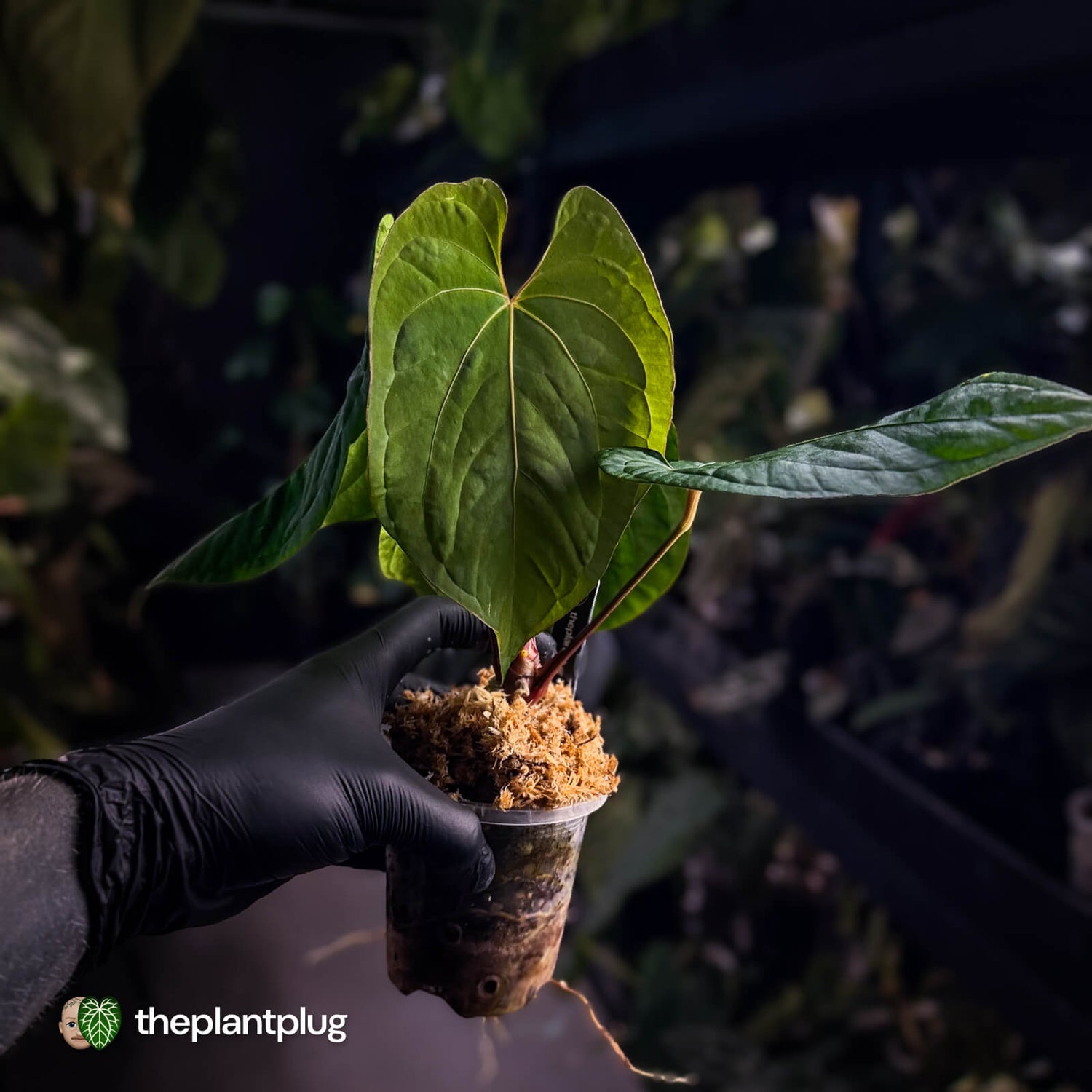 Anthurium #Eyewall x kunayalense • select plant