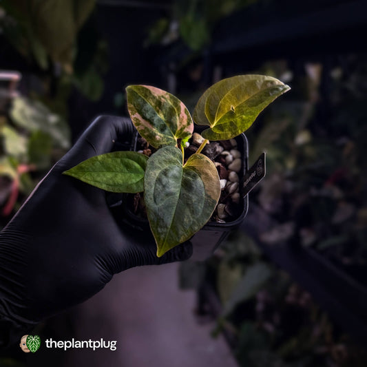 Anthurium (forg x pap variegated) x (pap x dress) • variegated 🧡