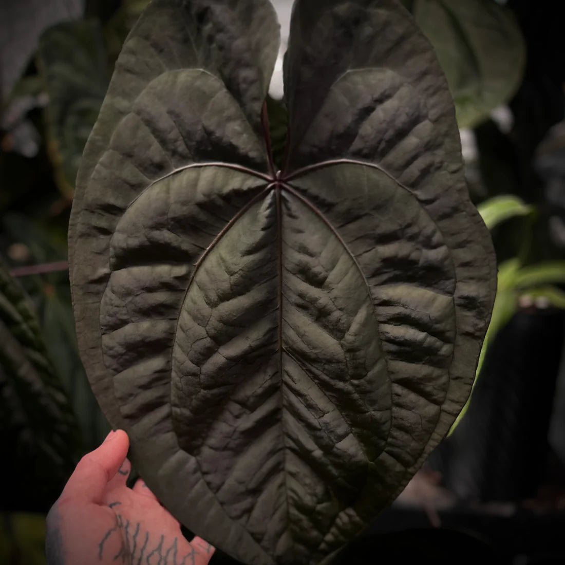 Anthurium 'Ace of Spades' dark form (ex. SKG)