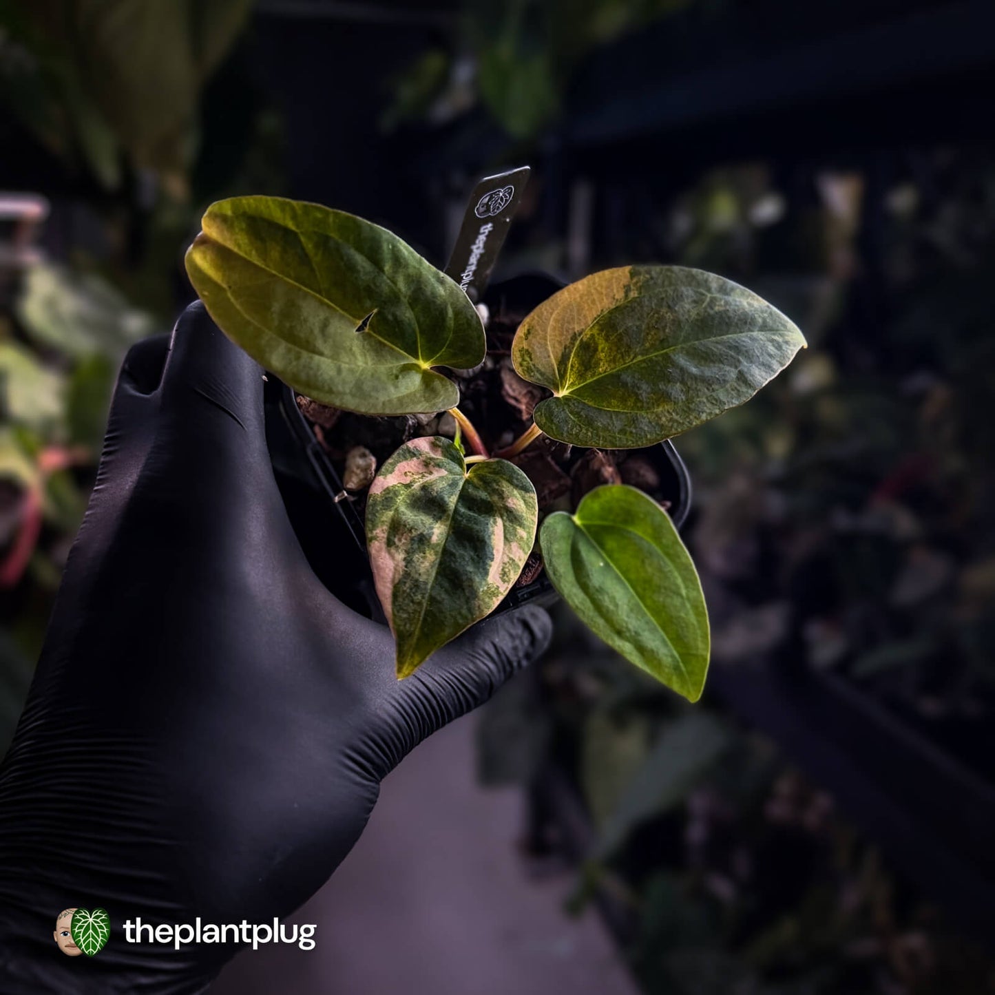 Anthurium (forg x pap variegated) x (pap x dress) • variegated 🧡